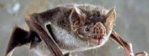 Bat removal Kenya, Bat removal, bat control in Kenya, bat control, bat removal services, bats control Kenya, bat eradication people, bat control people in Kenya