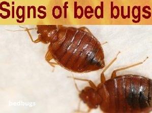 bed bugs control in Kenya, bed bugs control services in Kenya, Best insecticide for bed bugs in Kenya BEST BEDBUG INSECTICIDES IN KENYA, PEST CONTROL PESTICIDES IN KENYA, BEST PEST CONTROL INSECTICIDES IN NAIROBI, BEST BED BUGS CONTROL INSECTICIDES IN KENYA, PESTICIDES THAT KILL BED BUGS IN KENYA, BEST PESTICIDES, BEDBUGS INSECTICIDES IN KENYA, PESTICIDES OF BEDBUGS, BED BUGS PESTICIDES