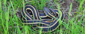 SNAKES CONTROL SERVICES IN NAIROBI KENYA, Snake Control, Snake Fumigation Companies in Kenya, snake repellent chemicals in kenya