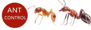 Pest Control Services, Fumigation Companies in kenya, ants control services in Kenya Nairobi