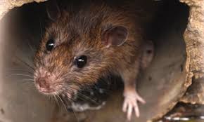 Pest Control Services, pest control, pest control services in Kenya