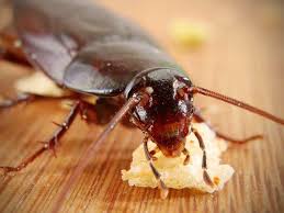 pest control companies in Kenya, Pest Control company in Nairobi, pest control, pest controller near me, fumigation services in Kenya