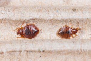 bed bugs control in Kenya, bed bugs control services in Kenya Mombasa, Fumigation services Mombasa Kenya, Pest control services near Mombasa, Fumigation companies in Mombasa, Cost of fumigation in Mombasa, Best fumigation services in Mombasa, Fumigation services providers in Mombasa, Termite control services in Mombasa, Fumigation services rates in Mombasa, Residential fumigation services in Mombasa, Commercial fumigation services in Mombasa