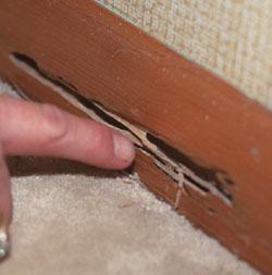 termite control, termite control in Thika, termite control services in Thika, termite control company in thika
