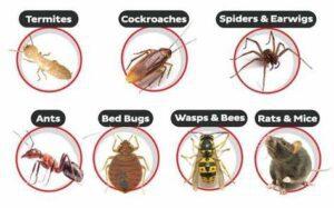 FUMIGATION SERVICES IN THIKA PEST CONTROL SERVICES IN THIKA