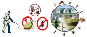 PEST CONTROL SERVICES IN MOMBASA, FUMIGATION SERVICES IN MOMBASA, BEES CONTROL SERVICES IN MOMBASA, BED BUGS CONTROL SERVICES IN MOMBASA, TERMITE CONTROL SERVICES IN MOMBASA, COCKROACH CONTROL SERVICES IN MOMBASA, PEST CONTROL SERVICES IN MOMBASA, STRONGEST BED BUG KILLER IN MOMBASA, STRONGEST INSECTICIDE FOR BED BUGS, STRONGEST BEDBUG KILLER IN MOMBASA, STRONGEST BED BUGS KILLER IN MOMBASA, best pesticide for bed bugs, what chemical kills bed bugs and their eggs in MOMBASA, what Insecticide kills bed bugs and their eggs in MOMBASA BED BUGS CONTROL SERVICES IN MOMBASA, BED BUGS FUMIGATION SERVICES IN MOMBASA.
