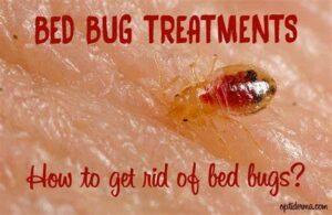 What insecticide kills bed bugs in Kenya, What Pesticide Kills Bed Bugs