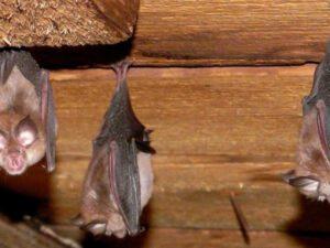 Bat removal, bat control in Kenya, bat control, bat removal services, bats control Kenya, bat eradication people, bat control people in Kenya