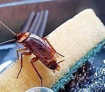 Utawala Pest Control, fumigation services in Utawala, pest control services in Utawala, pest control in Utawala, bed bugs control services in Utawala