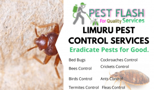 Limuru Pest Control Services