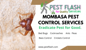 Mombasa Pest Control Services, PEST CONTROL SERVICES IN MOMBASA, pest control in Mombasa, pest control, fumigation services in Mombasa