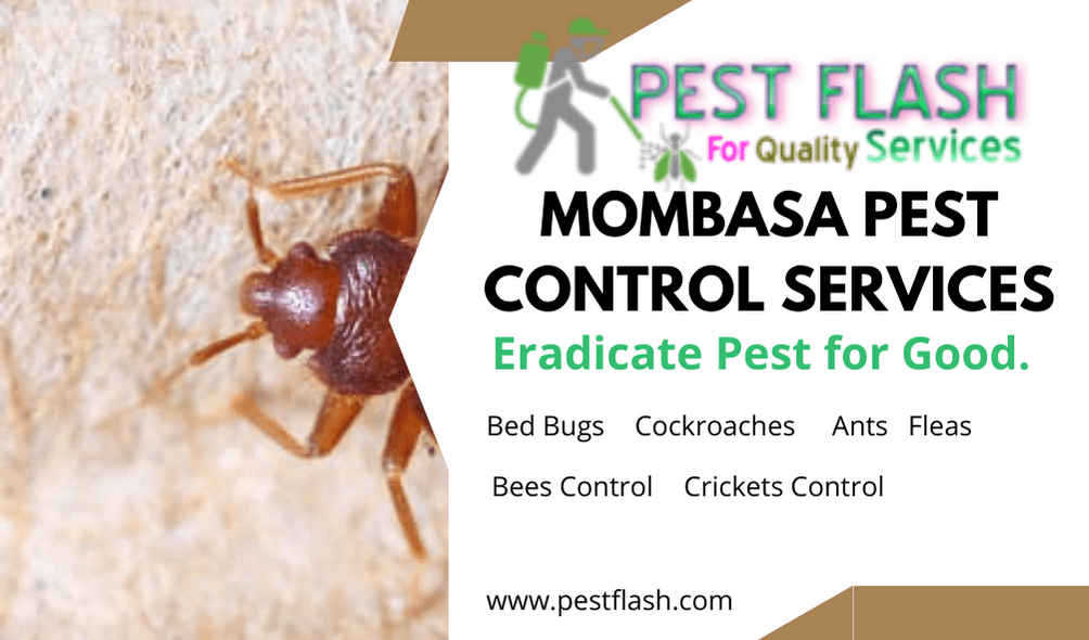 Mombasa Pest Control Services, PEST CONTROL SERVICES IN MOMBASA, Bedbugs control services in Mombasa, Bed bugs control services in Mombasa, Bed bugs control services Mombasa Kenya, Bed bug control Mombasa, Bed bug treatment Mombasa, Bed bug extermination Mombasa, Bed bug removal Mombasa, Bed bug control services near me Mombasa, Bed bug pest control Mombasa, Bed bug management Mombasa, Bed bug exterminator Mombasa, Bed bug control cost Mombasa, Bedbugs control services Mombasa, Bedbug extermination Mombasa, Bedbug removal services Mombasa