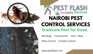Nairobi Pest Control Services, Pest control services in Nairobi