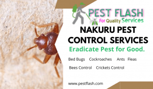 Nakuru Pest Control Services, Nakuru fumigation and pest control services, Pest Control Services in Nakuru, Fumigation Services in Nakuru, Pest Control Companies in Nakuru, Pest Extermination in Nakuru, Fumigation Companies in Nakuru, Rodent Control in Nakuru, Bed Bug Treatment in Nakuru, Termite Control in Nakuru, Mosquito Control in Nakuru, Pest Control Near Me in Nakuru, Professional Pest Control Services in Nakuru, Commercial Fumigation Services in Nakuru, Residential Pest Control Services in Nakuru, Pest Control Services Prices in Nakuru, Organic Pest Control in Nakuru, Pest Control Specialists in Nakuru, Industrial Fumigation Services in Nakuru, Fumigation Cost in Nakuru, Pest Control Nakuru, Fumigation Services Nakuru, Pest Exterminator Nakuru, Rodent Control Nakuru, Commercial Pest Control Nakuru, Termite Control Nakuru, Bed Bug Treatment Nakuru, Insect Control Nakuru, Fumigation Cost Nakuru, Pest Control Companies Nakuru