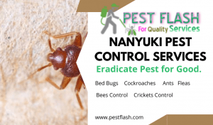 Nanyuki Pest Control Services