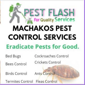 Pest Control Services in Machakos County, Machakos pest control, pest controller in Machakos