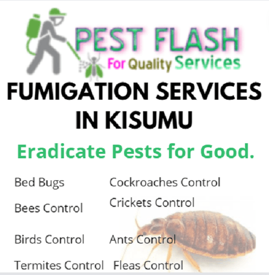 Fumigation Services in Kisumu, Best Fumigation Services in Kisumu, Pest Control Services in Kisumu Kenya, Pest Control Services in Kisumu, pest control services in Kisumu, top pest control services in Kisumu, fumigation companies in Kisumu, Kisumu pest control services, fumigation services in Kisumu, pest control services in Kisumu, Kisumu pest exterminator, fumigation service in Kisumu, pest control service in Kisumu, pest control and fumigation services, fumigation and pest control services, pest control, pest control in Kisumu, Kisumu dala, pests control, pests control in Kisumu, fumigation services prices in Kisumu, pest control services prices in Kisumu, pest control costs in Kisumu, fumigation prices in Kisumu, pest exterminator prices in Kisumu, Kisumu pest control, Kisumu fumigation, pest fumigation services in Kisumu, fumigation services in Kisumu, fumigation services in Kisumu pest control services in kisumu county, fumigation in kisumu, Fumigation services in kisumu, Kisumu pest control services in Kisumu, fumigation companies in Kisumu, Kisumu pest control services, fumigation services in Kisumu, pest control services in Kisumu, Kisumu pest exterminator, fumigation service in Kisumu, pest control service in Kisumu, pest control and fumigation services, fumigation and pest control services, pest control, pest control in Kisumu, Kisumu dala, pests control, pests control in Kisumu, fumigation services prices in Kisumu, pest control services prices in Kisumu, pest control costs in Kisumu, fumigation prices in Kisumu, pest exterminator prices in Kisumu, Kisumu pest control, Kisumu fumigation, Kisumu pests control, Kisumu pests extermination, pest fumigation services in Kisumu, Bats Control in Kisumu, Fumigation of Bats in Kisumu, Bees removal in Kisumu, kisumu pest control services, cockroach control services kisumu