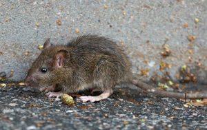 Rats Control, Rats Control Services in Kenya,, rats control near me