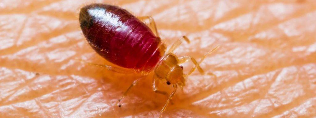bedbugs control, bed bug pest control, bedbug control, bedbug control services