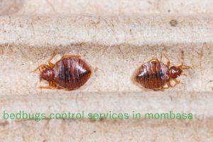 bedbugs control services in Mombasa, pest control, pest control services, pest control services in Mombasa