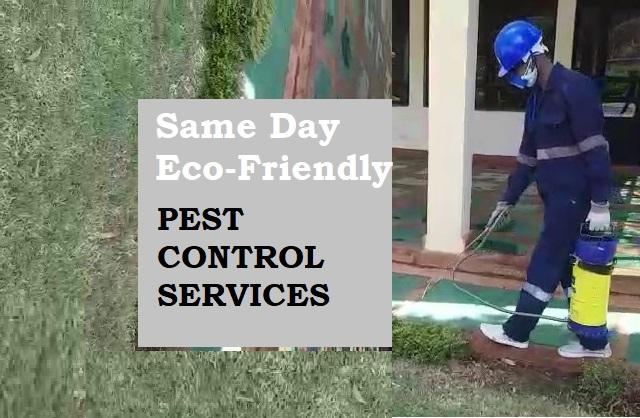 fumigation pest control services, pest controller, pest eradicators, pest control, bed bugs control, snakes control, cockroaches control, bees control, pest control, fumigation services, pest control services in Kenya