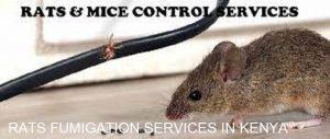 rats control methods, rat control products, rats control methods, rodent control services near me, rat control services near me, rats control near me, pest control for rats and mice, pest control for rats, rats control services, rats control measures, pest control rats and mice, how to control rats, rats control in houses,