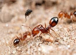 ants pesticide in kenya, ants control near me, ants control in kenya, ants killer in kenya, ants control services in kenya, ants control near me, ants control sprays