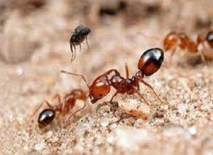 pest control services in Donholm, pest control Donholm, pest control in Donholm, Donholm pest control services, fumigation companies in Donholm, fumigation services in Donholm, Donholm control fumigation pest, fumigation in Donholm, fumigation companies in Donholm Nairobi.