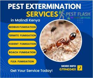 Pest extermination Malindi, Pest management Malindi, Rodent control Malindi, Ant control Malindi, Bed bug control Malindi, Termite control Malindi, Cockroach control Malindi, Spider control Malindi, Bee control Malindi, Pest control companies Malindi ,Exterminator Malindi, Fumigation services near me Malindi, Pest control services Malindi