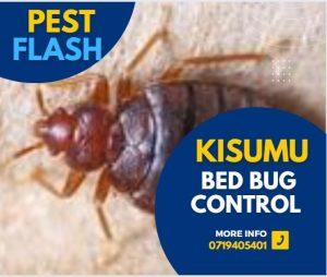 Bed Bug Control Kisumu, Bed Bug Extermination Kisumu, Bed Bug Treatment Kisumu, Bed Bug Spray Kisumu, Bed Bug Bites Kisumu, Bed Bug Infestation Kisumu, Bed Bug Prevention Kisumu, Bed Bug Removal Kisumu, Bed Bug Fumigation Kisumu, Bed Bug Pest Control Kisumu