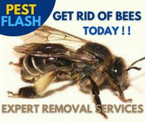 Bee Control Kenya, Bee Removal Kenya, Bee Extermination Kenya, Bee Pest Control Kenya, Bee Infestation Kenya, Bee Fumigation Kenya, Bee Pest Management Kenya, Bee Problem Solving Kenya, Bee Removal Services Kenya, Bee Prevention Kenya, Bees Control Services in Kenya