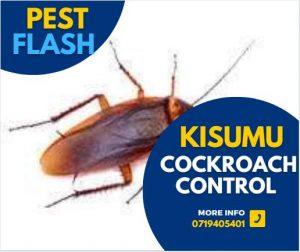 Cockroach Exterminators Kisumu, Cockroach Treatment Kisumu , Best Cockroach Control Kisumu, Cockroach Pest Control Kisumu , Cockroach Control Services Kisumu, Cockroach Control Products Kisumu , Cockroach Control Solutions Kisumu, Cockroach Control Tips Kisumu , Cockroach Control Cost Kisumu, Professional Cockroach Control Kisumu , Natural Cockroach Control Kisumu, Home Cockroach Control Kisumu , Commercial Cockroach Control Kisumu, Safe Cockroach Control Kisumu