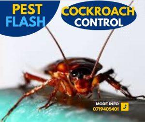 How to get rid of cockroaches, How to kill cockroaches, Cockroach control products, Natural cockroach control methods, Cockroach traps, Cockroach baits, Cockroach sprays, Cockroach exterminators, Cockroach infestation, Cockroach prevention, Cockroach repellent, Cockroach exterminator cost, Cockroach dust, Cockroach bait stations, Cockroach fogger, Cockroach extermination, Cockroach infestation, Cockroach pest control, Cockroach traps, Cockroach bait, Cockroach killer, Cockroach repellent, Cockroach spray, Cockroach control services, Cockroach control Kenya, Cockroach fumigation, Cockroach exterminator, Cockroach control products, Cockroach control methods, How to get rid of cockroaches in Kenya