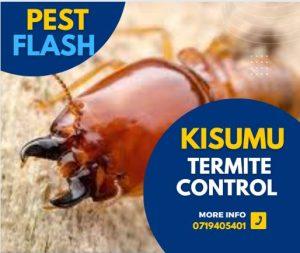 Termite control Kisumu, Termite extermination Kisumu, Termite inspection Kisumu, Termite treatment Kisumu, Termites in Kisumu, Termite fumigation Kisumu, Termite bait Kisumu, Termite prevention Kisumu, Termite damage Kisumu, Termite infestation Kisumu,