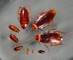 cockroach control insecticide, best insecticide for cockroaches in Kenya, Cockroach pesticide Kenya, Cockroach killer Kenya, Cockroach control Kenya, Cockroach repellent Kenya, Cockroach poison Kenya, Roach spray Kenya , Roach bait Kenya, Cockroach spray Kenya, Roach killer Kenya, Cockroach traps Kenya