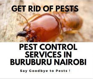 Pest Control Services Buruburu, Fumigation Services Buruburu, Pest Control Services in Buruburu, Fumigation Services in Buruburu, Pest Control Companies Buruburu, Pest Control Companies in Buruburu, Fumigation Companies in Buruburu, Pest Control and Fumigation in Buruburu, Best Pest Control Services in Buruburu, Affordable Pest Control Services in Buruburu, Pest Extermination Services in Buruburu, Pest Control and Fumigation Companies in Buruburu, Pest Control and Fumigation Services in Buruburu, Professional Pest Control and Fumigation Services in Buruburu, Pest Control and Fumigation Services near me in Buruburu, Pest Control and Fumigation Services in Buruburu Kenya, Residential Pest Control and Fumigation Services in Buruburu, Commercial Pest Control and Fumigation Services in Buruburu, Pest Control Services and Fumigation Prices in Buruburu, Pest Control and Fumigation Services Companies in Buruburu