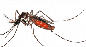 fumigation services in Ruiru Juja, fumigation servces in Juja, pest control in Ruiru Juja