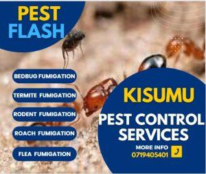 Bed Bug Treatment Kisumu, Bed Bugs Extermination Kisumu, Bed Bug Control Kisumu, Bed Bug Pest Control Kisumu, Bed Bug Removal Kisumu, Bed Bug Treatment Cost Kisumu, Bed Bug Solutions Kisumu, Bed Bug Treatment Services Kisumu, Bed Bug Treatment Centers Kisumu, Bed Bug Treatment Companies Kisumu