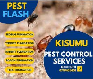 fumigation services in Kisumu, pest control Kisumu, fumigation Kisumu, Pest Control Services in Kisumu, Fumigation Services in Kisumu, Pest Control Companies in Kisumu, Pest Extermination in Kisumu, Fumigation Companies in Kisumu, Rodent Control in Kisumu, Bed Bug Treatment in Kisumu, Termite Control in Kisumu, Mosquito Control in Kisumu, Pest Control Near Me in Kisumu, Professional Pest Control Services in Kisumu, Commercial Fumigation Services in Kisumu, Residential Pest Control Services in Kisumu, Pest Control Services Prices in Kisumu, Organic Pest Control in Kisumu, Pest Control Specialists in Kisumu, Industrial Fumigation Services in Kisumu, Fumigation Cost in Kisumu, Pest Control Kisumu, Fumigation Services Kisumu, Pest Exterminator Kisumu, Rodent Control Kisumu, Commercial Pest Control Kisumu, Termite Control Kisumu, Bed Bug Treatment Kisumu, Insect Control Kisumu, Fumigation Cost Kisumu, Pest Control Companies Kisumu