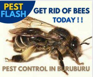 Pest Control Services Buruburu, Fumigation Services in Buruburu, Pest Control Companies Buruburu, Pest Control Companies in Buruburu, Fumigation Companies in Buruburu, Pest Control and Fumigation in Buruburu, Best Pest Control Services in Buruburu, Affordable Pest Control Services in Buruburu, Pest Extermination Services in Buruburu, Pest Control and Fumigation Companies in Buruburu, Pest Control and Fumigation Services in Buruburu, Professional Pest Control and Fumigation Services in Buruburu, Pest Control and Fumigation Services near me in Buruburu, Pest Control and Fumigation Services in Buruburu Kenya, Residential Pest Control and Fumigation Services in Buruburu, Commercial Pest Control and Fumigation Services in Buruburu, Pest Control Services and Fumigation Prices in Buruburu, Pest Control and Fumigation Services Companies in Buruburu