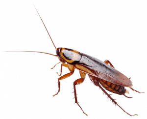 pest control services in Nairobi, Nairobi Pest Control, Pest Control Fumigation Services, Professional Pest Control, Pest Control Experts, Pest Control Services, Fumigation Services, Nairobi Pest Control