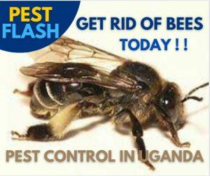 Pest Control Uganda, Pest Control Services Uganda, Pest Control Companies Uganda, Pest Management Services Uganda, Pest Control Products Uganda, Pest Control Solutions Uganda, Pest Control Techniques Uganda, Pest Control Techniques in Uganda, Pest Control Companies in Uganda, Pest Control Near Me Uganda, Pest Control Services Near Me Uganda, Rodent Control Uganda, Termite Control Uganda, Bed Bug Control Uganda, Organic Pest Control Uganda, Residential Pest Control Uganda, Commercial Pest Control Uganda, Pest Control Costs Uganda, Pest Control Prices Uganda, Pest Control Cost Estimator Uganda