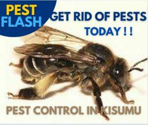 Utawala Pest Control, Pest Control Services Utawala Nairobi, Fumigation Services Utawala Nairobi, Rodent Control Utawala Nairobi, Termite Control Utawala Nairobi, Cockroach Control Utawala Nairobi, Spider Control Utawala Nairobi, Pest Control and Fumigation Utawala Nairobi.
