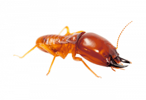 termite control, termite control services in Kenya, termite control in Juja