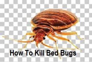 how to kill bed bugs, How To Kill Bed Bugs, Bed bug extermination, Bed bug control, Bed bug elimination, Bed bug removal, Bed bug treatment, Bed bug fumigation, Bed bug spraying, Bed bug heat treatment, Bed bug steam treatment, Bed bug traps, Bed bug prevention, Bed bug products, Bed bug natural remedies, Bed bug pesticides, Bed bug killer