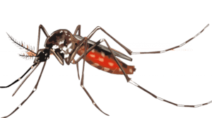 Mosquito Control Services, Mosquito Control Kenya, Mosquito Control Company, Mosquito Eradication Services, Mosquito Larvae Control, Mosquito Fogging, Mosquito Spraying, Mosquito Fogging, Mosquito Traps, Mosquito Nets, Mosquito Control Procedures, Mosquito Control Treatments