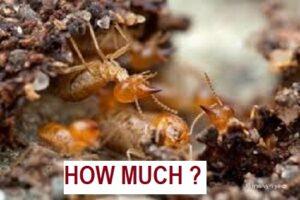 Termite Control Cost, Termite Treatment Cost, Termite Control, Termite Treatment, Cost of Termite Control, Cost of Termite Treatment, Termite Prevention, Chemical Treatments, Baiting Systems, Heat Treatments Termite Control Cost, Termite treatment cost near me, Termite treatment cost near Nairobi, anti termite treatment price in kenya, Termite Treatment Price, Termite Exterminator Cost, Average Price for Termite Control, Termite Control Services Cost, Cost of Termite Treatment