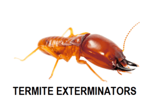 Termite control company, Termite Control Kenya, Termite Exterminator Kenya, Termites Treatment Kenya, Best Termite Control Kenya, Termite Infestation Kenya, Termite Control Companies Kenya, Termite Pest Control Kenya, Professional Termite Control Kenya