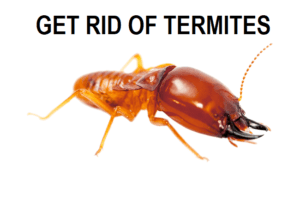 Termite Control services in Kenya, Best termite company near me, termite treatment, termite treatment near me, best termite company near me, best termite company near me, cheapest termite treatment near me, termite treatment cost near me, cheapest termite treatment near Nairobi, best termite company near me