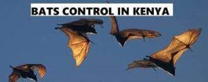 bats control specialist, bat removal, bat control, bat exclusion, bat removal services, bat control near me, bats removal services near me